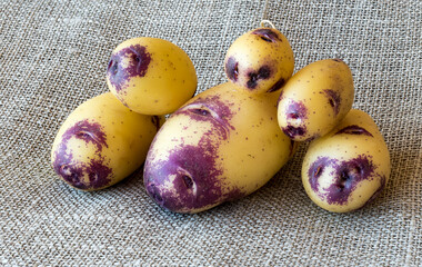 Blue Belle Potato on natural linen napkin or serviette on a table, close up, selective focus