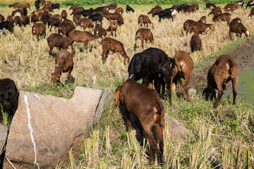 sheep in the paddy field	
