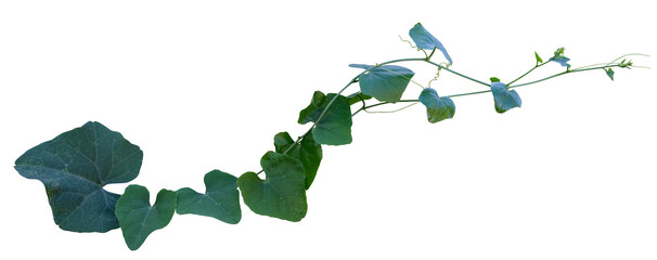 Vine plant ivy isolated on white background. Clipping path