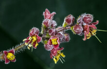 Flower Of Queensland Davidson's Plum (Davidsonia Pruriens)