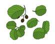 Set of alder tree leaves. Colored isolated nature vector illustration. Computer graphic with hand drawn effect	