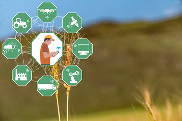 Wall Mural - Smart Agriculture concept. Grain production with modern farming technologies. Wireless communication icons. Wheat field with background. The farmer works agricultural jobs remotely by mobile phone