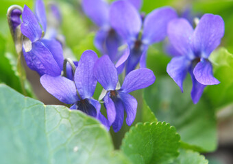 Violet (Viola odorata) grows in the wild