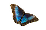 Fototapeta Przestrzenne - Big blue butterfly Morphinae isolated on white background
