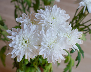 Wall Mural - White chrysanthemum flowers on a wooden table background.