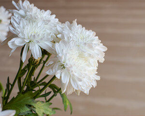 Wall Mural - White chrysanthemum flowers on a wooden table background.