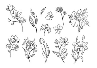 Flower outline. Set floral objects. Hand drawn illustration converted to vector