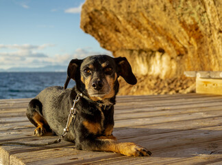 Wall Mural - A beautiful and small shiny fur black dachshund wiener sausage dog enjoying the shore coast sea in Mallorca island balearic spain during the golden hour on a warm sunny day with selective focus portra