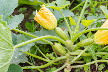 Wall Mural - Green natural zucchini grow in the garden in the summer