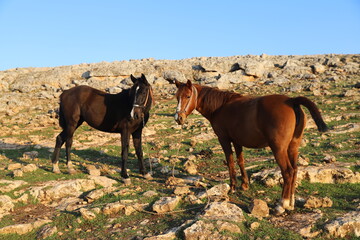 Wall Mural - horse and foal