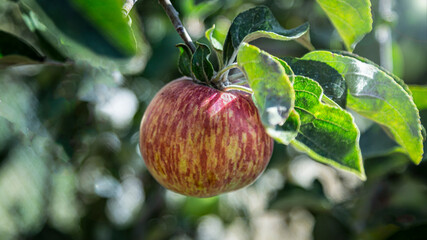 Close Up View of a Single Red and Yellow Apple, Leaves Growing on Branch, Shallow Field of Depth/Soft-Focus Background, Daytime