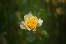 An Isolated View Of A Single Partially Opened Vibrant Yellow Rose With An Out Of Focus Background Of Green Leaves