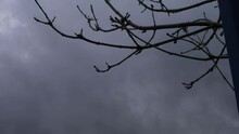 Timelapse Of Dark Storm Clouds Passing By A Tree In Winter