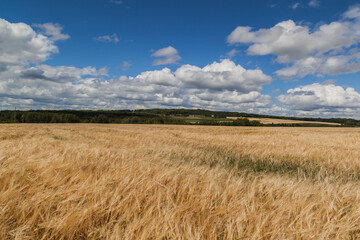 Wheat field with blue sky in background