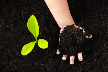 Wall Mural - Top view of a green little seedling young tree in black soil on child's hands he is planting, Concept of global pollution, Save Earth day and Hand Environment conservation