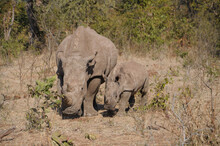 White Rhino Mother And Baby