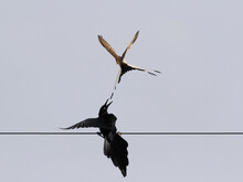 The Scissor Tailed Flycatcher (Tyrannus Forficatus) Is Attacking Of The Great Tailed Grackle In Defense Of  The Nest