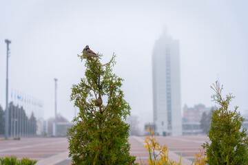 Two sparrows sit on a branch, against the background of a building in the fog