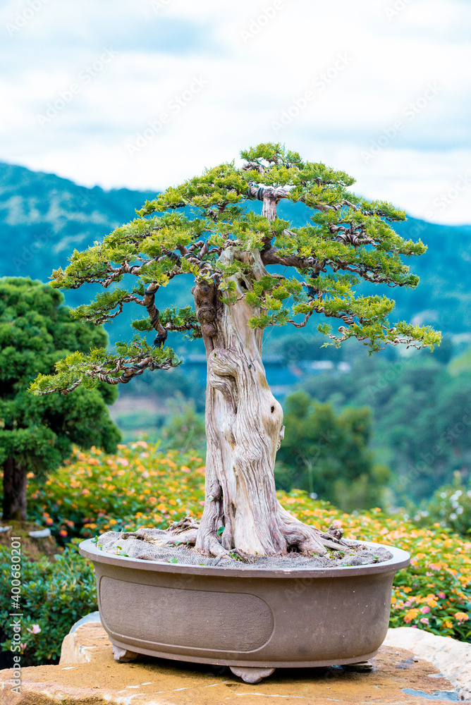 Bonsai and Penjing landscape with miniature evergreen tree in a tray Stock  Photo | Adobe Stock