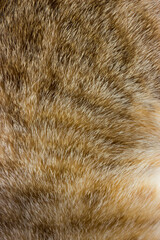 cat fur close up background texture. brown abstract stripes.