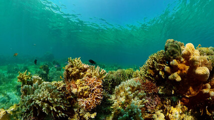 tropical fishes and coral reef at diving. beautiful underwater world with corals and fish. philippin