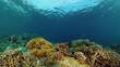 © Alex Traveler - Beautiful underwater landscape with tropical fish and corals. Hard and soft corals, underwater landscape. Travel vacation concept. Philippines.