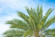 © suthisak - Beautiful green palm tree and blue sky with natural background.