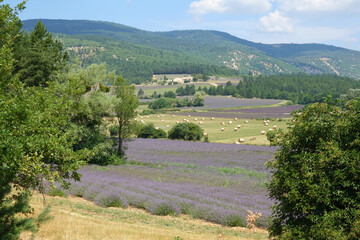 Canvas Print - Plateau de Sault, Provence