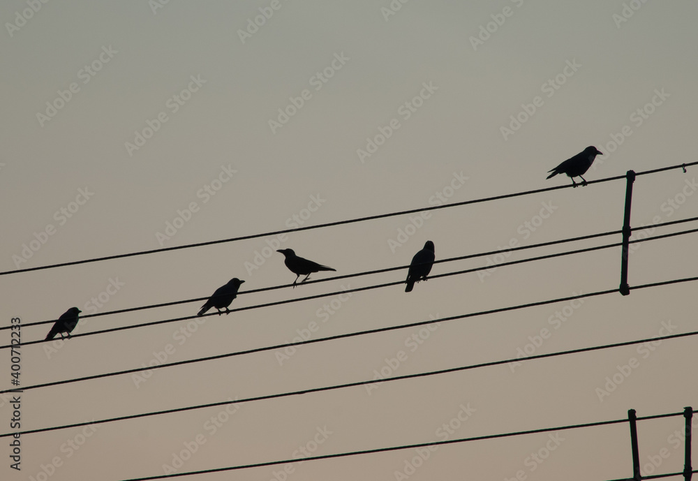 House crows Corvus splendens on electricity cables. Old Delhi. Delhi. India.