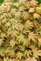 Sticker - Reddish leaves of ornamental maple after rain.