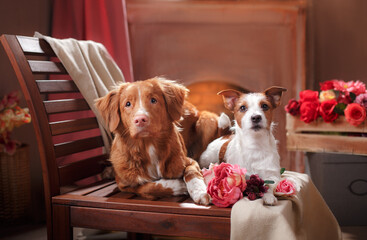 two dogs small and bid at home by the fireplace. Nova Scotia Duck Tolling Retriever and Jack Russell Terrier 