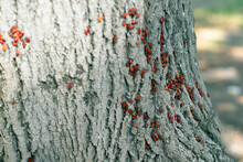 Group Of Red Bugs On A Tree. Colony Of Pyrrhocoris Apterus Nests On The Tree Trunk