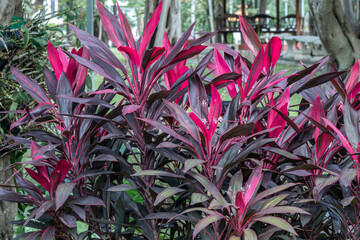 selective focus ti plant in the garden.(cordyline fruticosa)red leave.common names including palm li