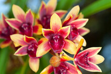 Symbidium Orchid Close-up .