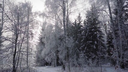 Wall Mural - Walk through the winter forest with snow-covered trees on a beautiful frosty morning. No people