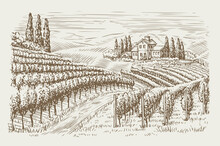 Vineyard Landscape Vintage. Hand Drawn Sketch Vector Illustration