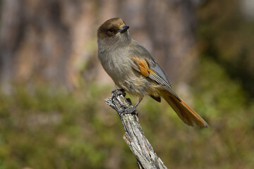 Taigagaai, Siberian Jay, Perisoreus infaustus