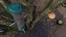 Greenfinch, Blue Tit, And Coal Tits Eating Sunflower Seeds From A Hanging Garden Feeder, Filmed From Above.  A Small Flock Of Chaffinches Feeding On The Ground Below.