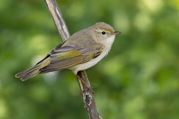 Wall Mural - Bergfluiter, Western Bonelli\'s Warbler, Phylloscopus bonellii