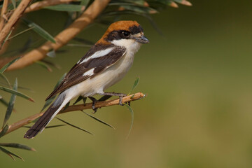 Wall Mural - Roodkopklauwier, Woodchat Shrike, Lanius senator