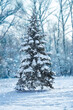 Natural christmas tree in a winter landscape with snow