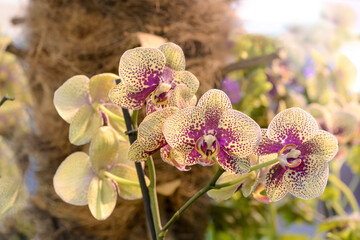 Wall Mural - pink and yellow orchid flowers in the garden