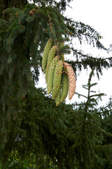 Picea abies