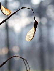 Canvas Print - autumn leaves in the wind