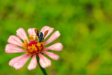 Selective Focus Macro Image Of A Cuckoo Bee Siting On A Pink Flower 