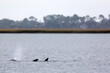 Dolphins, Beaufort, SC. 