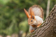 A Red Squirrel Sits On A Tree And Looks Down. Sciurus Vulgaris