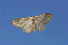 Riband Wave (Idaea Aversata). Family Geometer Moths (Geometridae). On Glass With A Blue Sky. Netherlands, Summer, August