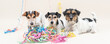 Three Party Dog. Jack Russell dogs ready for carnival