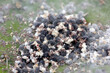 Cochenilleschildlaus, Cochenillelaus oder Cochenille (Dactylopius coccus) Nutztier, Insel Lanzarote, Spanien, Europa